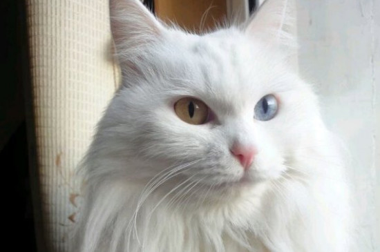 长毛猫多久毛才能长好