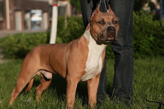 斯塔福犬的缺点，杀伤力大容易伤人导致不适合家养
