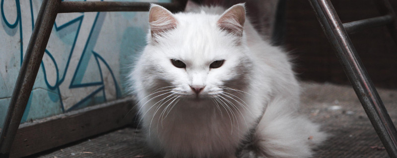 猫咪多大才会控制爪子