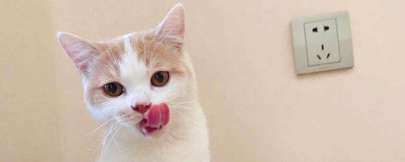 猫能喝酸奶吗