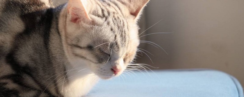 小猫冬天会冷吗