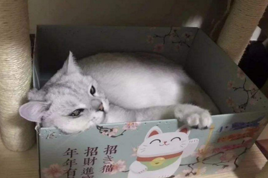 在宿舍养猫注意事项，在宿舍养猫的危害