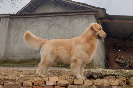 狗狗智商排名
