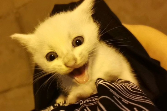 质量口碑较好的猫粮
