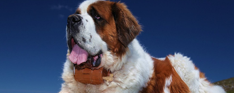 圣伯纳犬打架厉害吗