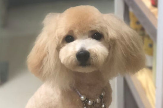 什么宠物干净粘人聪明