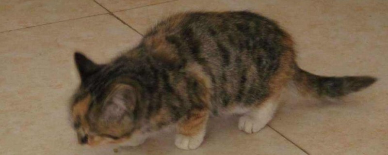 猫的粪便有什么细菌
