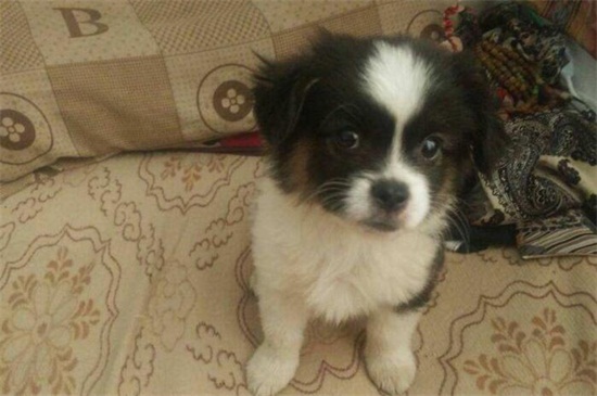 蝴蝶犬掉毛吗，掉毛但程度比较低比较好打理