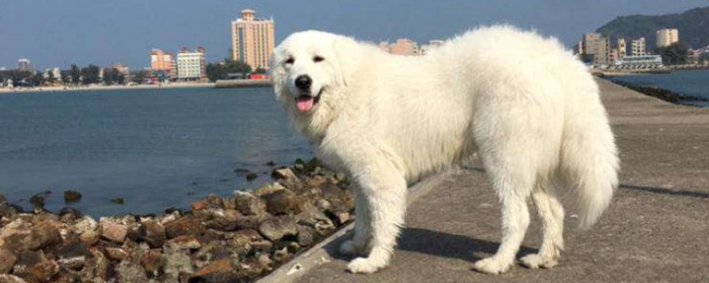 什么条件可以养大白熊