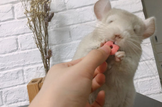 怎么给龙猫增肥