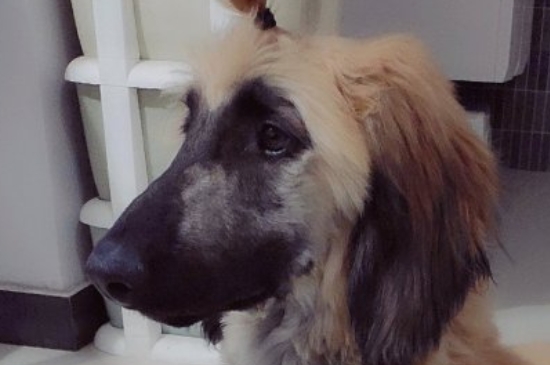 阿富汗猎犬多少钱一只幼崽，纯种阿富汗猎犬价格表