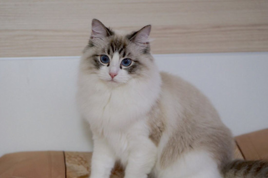 布偶猫认主人吗
