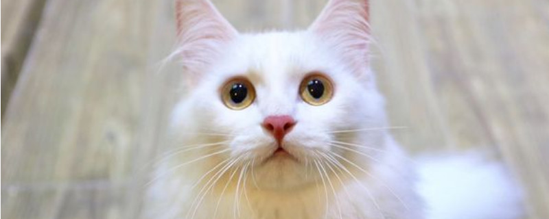 狮子猫的毛几个月开始变长