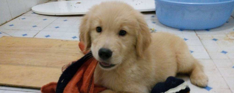 狗狗换环境后的表现