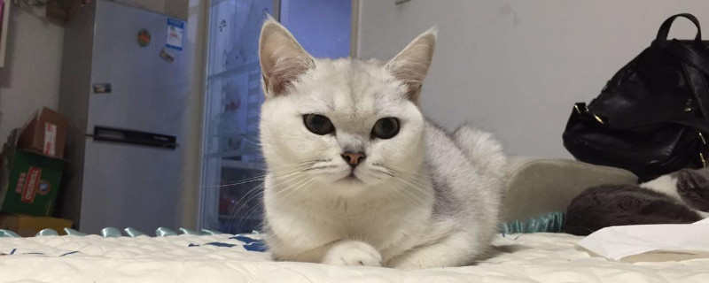 猫传腹传染给其他猫吗，会传染要及时隔离防治