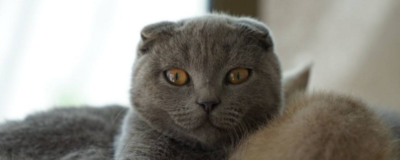 折耳猫软骨病症状