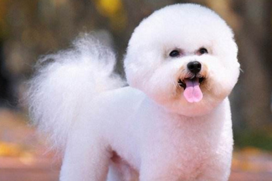 比熊犬有泪痕怎么办