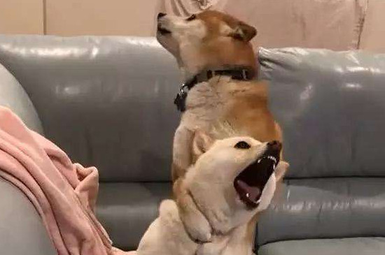 柴犬为什么总是打架