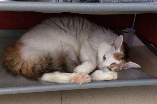 母猫为什么看不上公猫