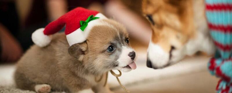 狗粮怎么喂幼犬