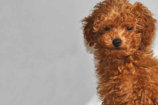 狗是怎么得狂犬病的