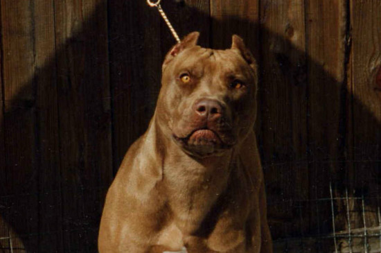 加纳利犬和卡斯罗的区别