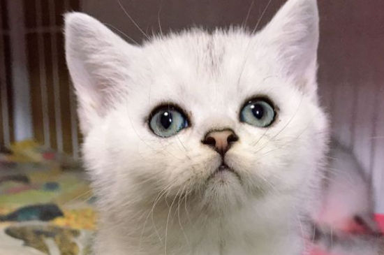 猫咪脖子上有个鼓包