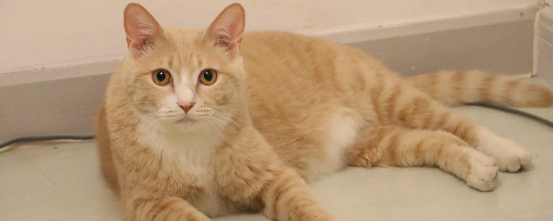 猫鼻支严重吗
