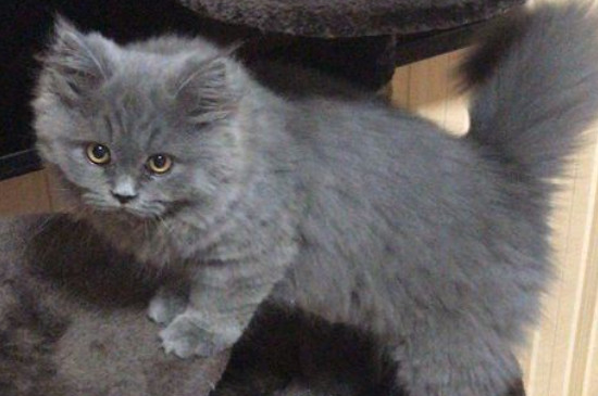 小猫身上很大一股屎味