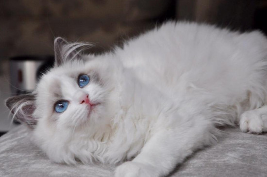 纯种猫容易生病吗