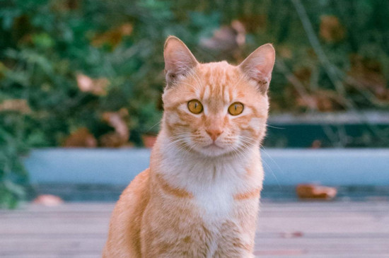 猫在家里找不到了