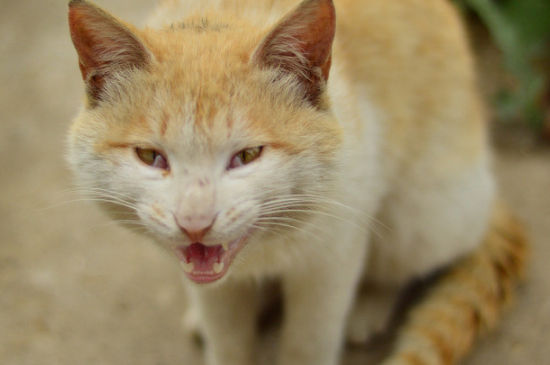 为什么不能养黄猫