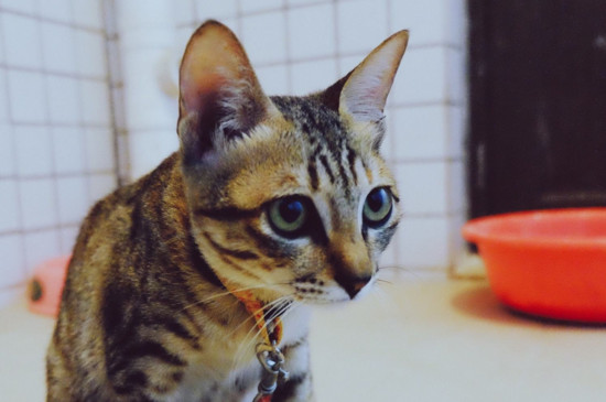 小狸花猫可以洗澡吗