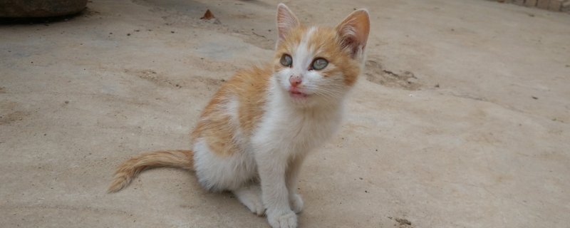 小猫打完疫苗没精神