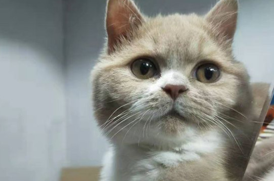 蓝猫会捉老鼠吗