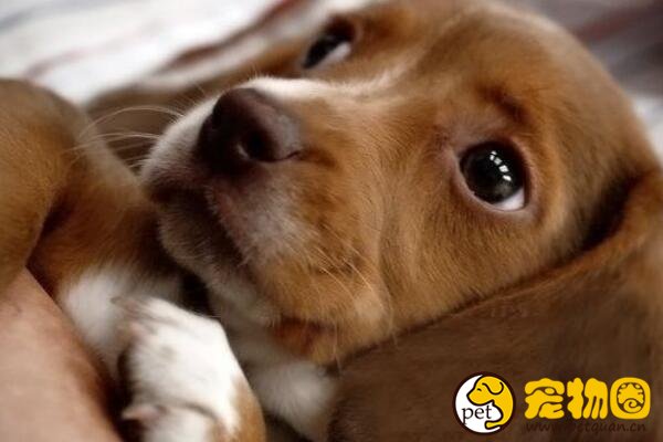 如何给狗狗视诊/听诊/叩诊，及时检测爱犬的异常