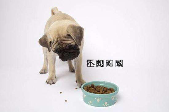 狗狗突然不吃狗粮了怎么办，换狗粮或用温水泡发再喂