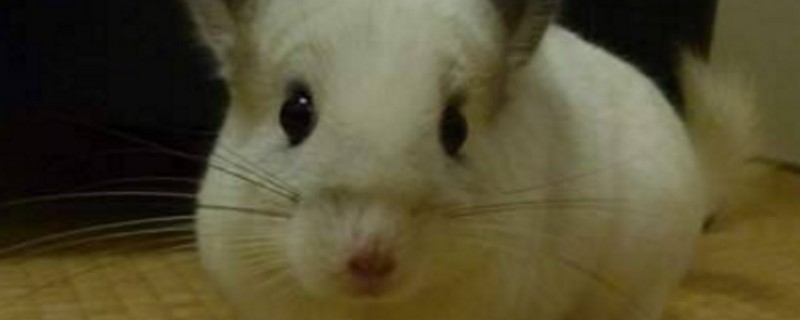 一个月的龙猫怎么养