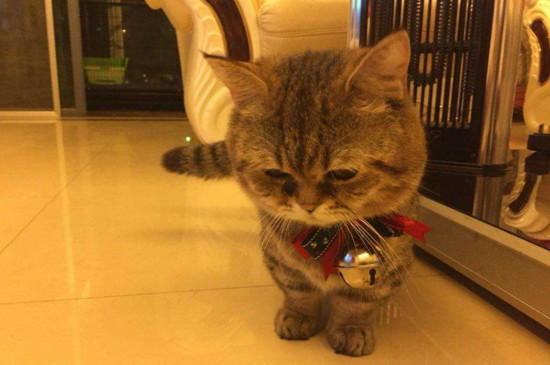 猫咪癜痫会死吗