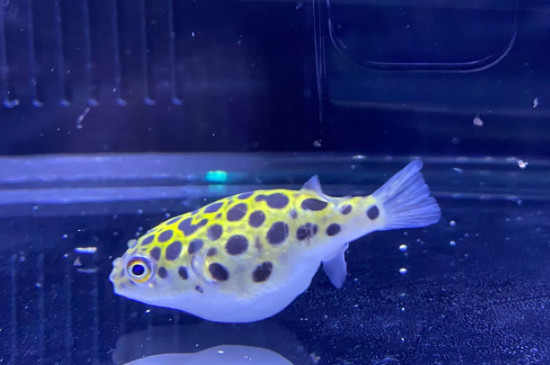 潜水艇鱼能混养吗
