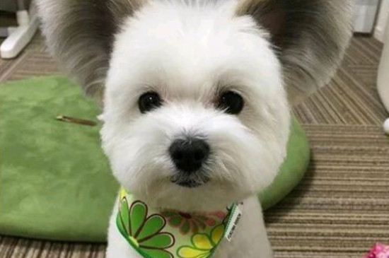 狗身上有跳蚤怎么办