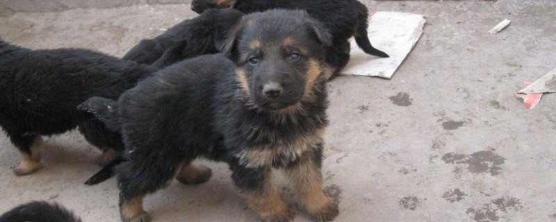 德牧幼犬吃什么好