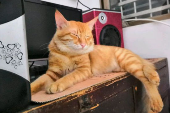 公猫会咬死小猫吗