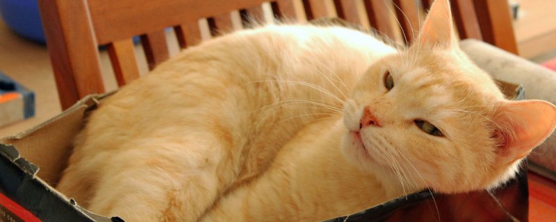 猫被关在笼子养的技巧