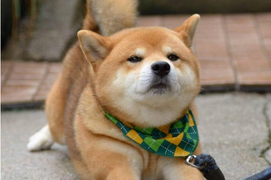 柴犬和哈士奇哪个好，二哈运动量大爱拆家不好家养
