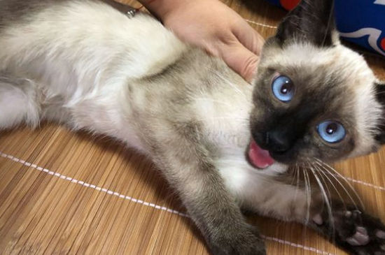 暹罗猫剃毛为什么变黑