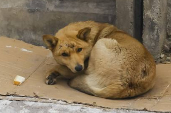 为什么要禁养中华田园犬