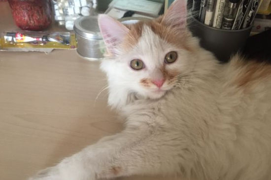 公猫绝育是割哪里