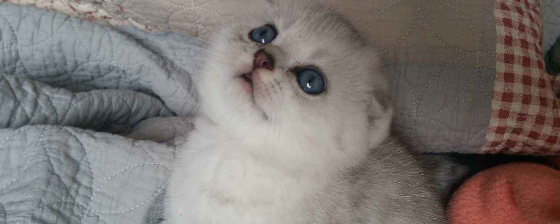 猫血常规和生化的区别