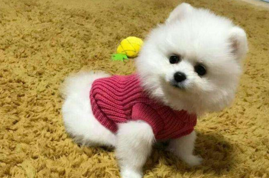 博美幼犬感冒了怎么办，注意保暖及时喂药并尽早就医